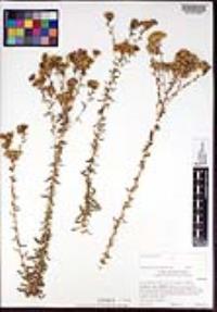 Isocoma menziesii var. menziesii image