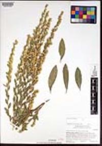 Solidago velutina subsp. californica image