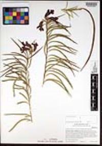 Chilopsis linearis subsp. arcuata image