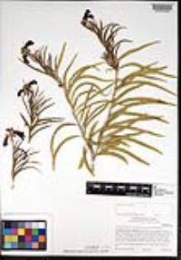 Chilopsis linearis image