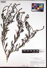 Heliotropium curassavicum var. oculatum image