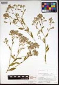 Lepidium latifolium image