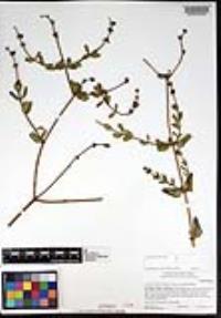 Lonicera subspicata image