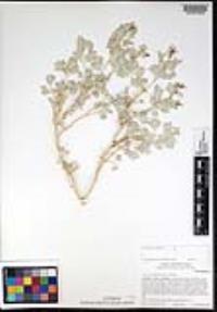 Atriplex hymenelytra image