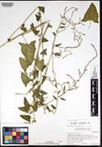 Atriplex prostrata image