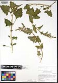 Chenopodium californicum image