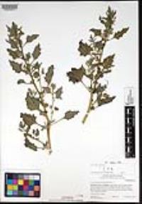 Chenopodium macrospermum image