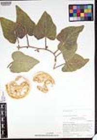 Cucurbita foetidissima image