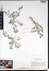 Dalea mollis image