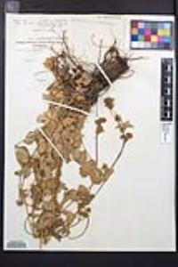 Drymocallis glandulosa image