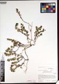 Lysimachia arvensis image