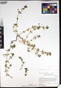 Lysimachia arvensis image