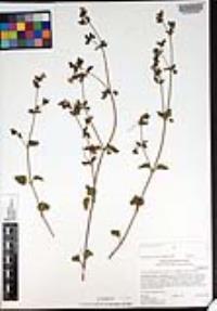 Mirabilis laevis var. crassifolia image