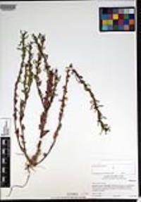 Camissoniopsis hirtella image