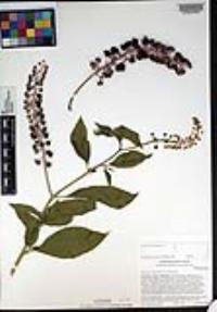 Phytolacca americana var. americana image