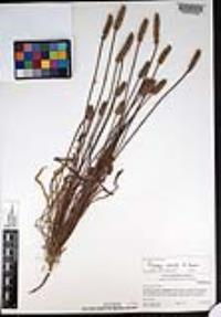 Plantago erecta image
