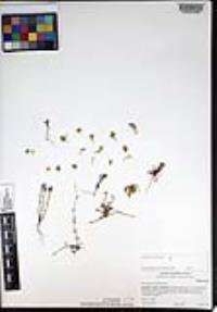 Chorizanthe procumbens image