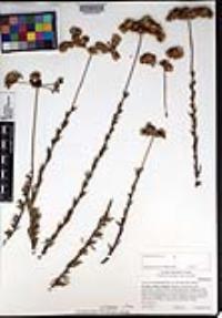 Eriogonum fasciculatum var. foliolosum image