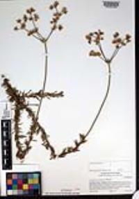 Eriogonum fasciculatum image