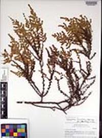 Adenostoma fasciculatum var. obtusifolium image