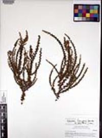 Adenostoma fasciculatum image