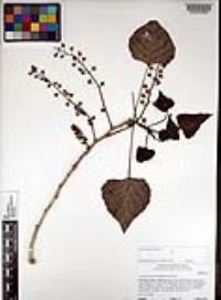 Populus fremontii subsp. fremontii image