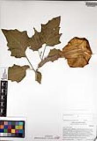 Datura wrightii image