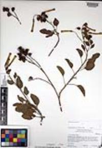 Nicotiana glauca image