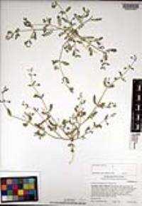 Kallstroemia californica image