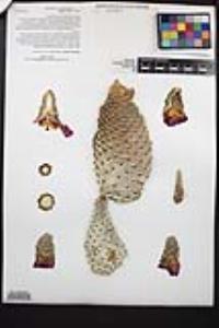 Opuntia basilaris image