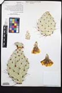 Opuntia phaeacantha image