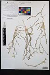 Chorizanthe brevicornu image
