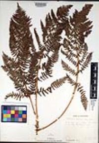 Dryopteris arguta image