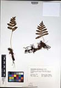 Polypodium californicum image