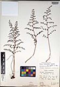 Pellaea andromedifolia var. pubescens image