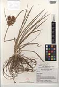 Cyperus esculentus var. leptostachyus image