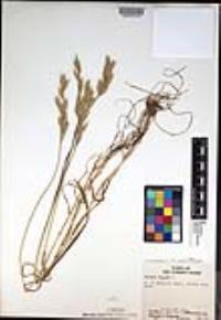 Bromus hordeaceus image