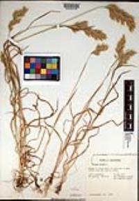 Bromus hordeaceus image