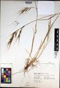 Bromus diandrus image