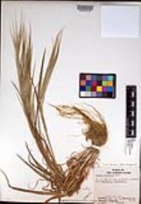 Bromus diandrus image