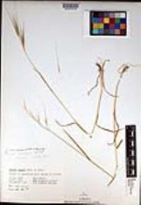 Bromus diandrus image