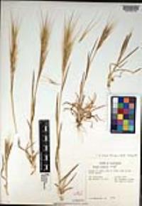 Bromus diandrus image