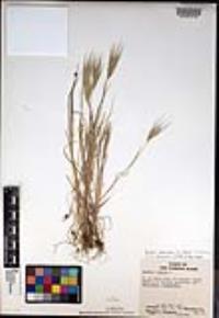 Bromus rubens image