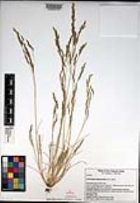 Deschampsia danthonioides image