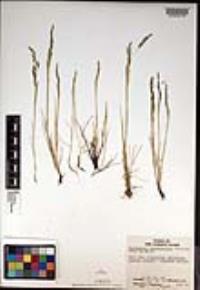 Deschampsia danthonioides image