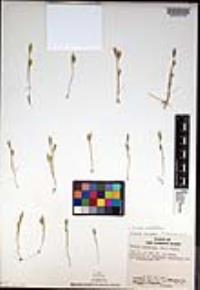 Vulpia octoflora var. octoflora image