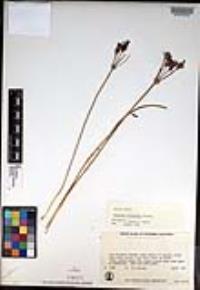 Brodiaea kinkiensis image