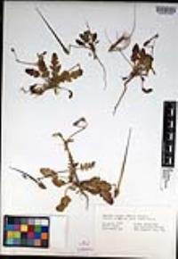 Erodium botrys image