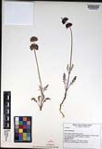 Salvia columbariae image