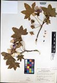 Malva assurgentiflora image
